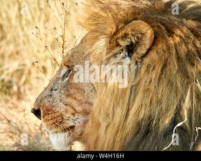 Profile of male lion, Chobe National Park, Maun, Botswana Stock Photo