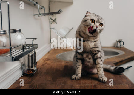 cat on kitchen counter