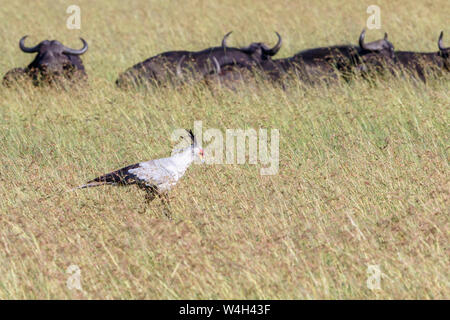 Secretary bird walking in high grass on the savannah Stock Photo