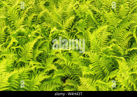 Abstract nature background with Fern shrubbery Stock Photo