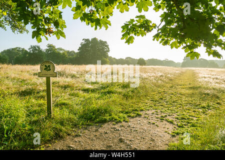 View of Denbies Hillside from Ranmore Common woodland on a misty summer morning. North Downs, Surrey Hills AONB landscape, UK. Stock Photo