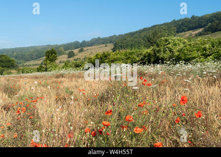 Summer landscape in the North Downs, Surrey Hills Area of Outstanding Natural Beauty with a poppy field and steep chalk escarpment, UK Stock Photo
