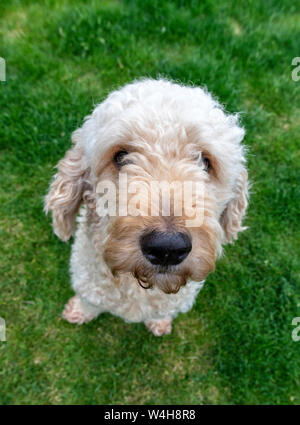 Cute looking apricot coloured Labradoodle dog sitting on a lawn and looking up at the camera Stock Photo