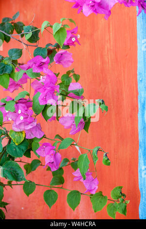 Colombia Cartagena Old Walled City Center centre Getsemani brightly colored wall red Bougainvillea magenta ornamental vine flowers sightseei Stock Photo