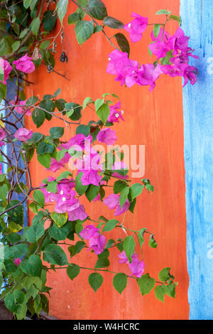 Colombia Cartagena Old Walled City Center centre Getsemani brightly colored wall red Bougainvillea magenta ornamental vine flowers sightseei Stock Photo