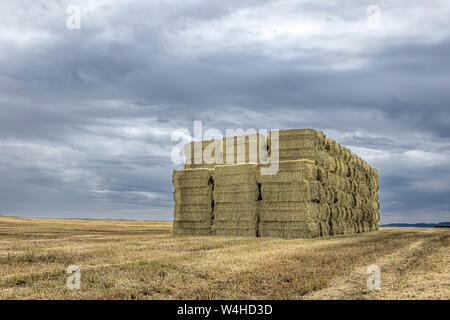 A large stack of hay bales in a harvested field in Rathdrum, Idaho. Stock Photo