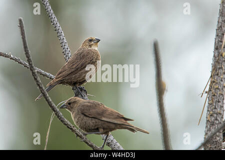 Common sparrows on a branch at Turnbull wildlife refuge in Cheney, Washington. Stock Photo