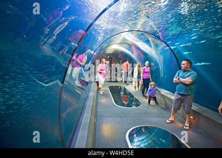 Visitors walk through a glass tunnel surrounded by fish in the Oregon Coast Aquarium, Newport, Oregon Stock Photo