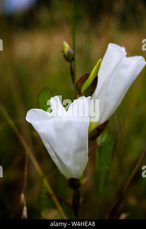 Images from the nature and still life Stock Photo