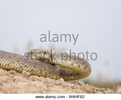 Ladder snake Elaphe scalaris Alicante Spain Stock Photo: 13083892 - Alamy