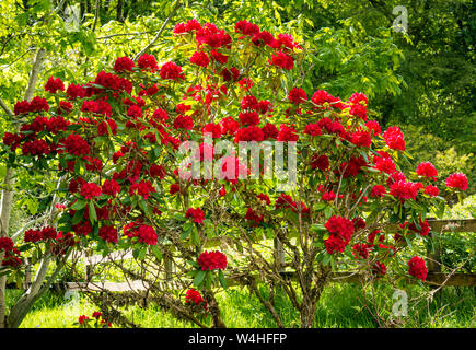 Bright red azalea rhododendron flowers on bush, Isle of Skye, Inner Hebrides, Scotland, UK Stock Photo