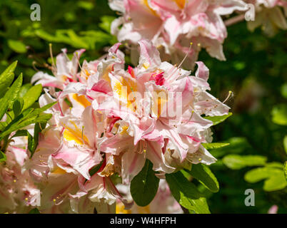 Bright oriental trumpet lily flowers in sunshine, Scotland, UK Stock Photo