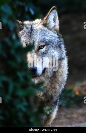 The Grey Wolf waspersectutedby mankind to extinction in the BritishIsles and in many places around Europe. Stock Photo