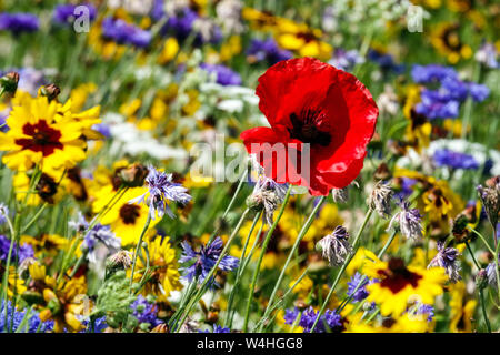 Red blue yellow combination flowers, summer garden meadow, red poppy multicolored flowers July mixed plants annual field poppy flower yellow Tickseeds Stock Photo