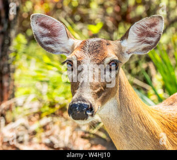 Baby deer feeding in the forest Stock Photo