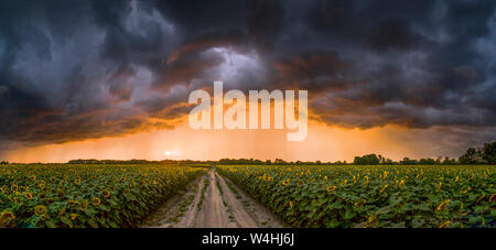 Sunflower sunset with a small rim of clouds Stock Photo