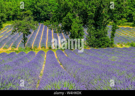 Fields covered with lavender in Montagnac region. Provence-Alpes-Cote d'Azur, France. Stock Photo