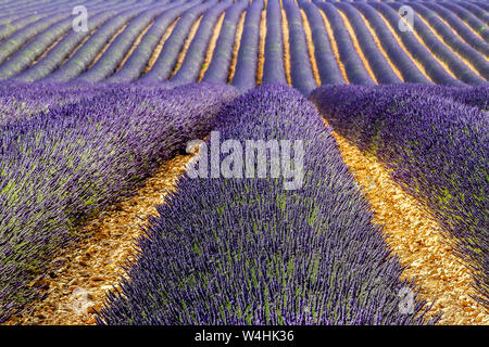 Panoramic view of lavender fields,  Montagnac region. Provence-Alpes-Cote d'Azur, France. Stock Photo