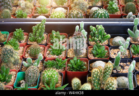 Group of many cactus in pot, A cactus is a member of the plant family Cactaceae. Stock Photo