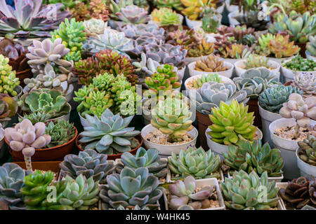 Group of many cactus in pot, A cactus is a member of the plant family Cactaceae. Stock Photo