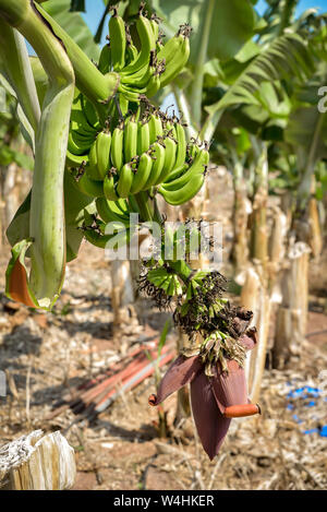 Some green bananas growing in the heat of late summer in Paphos, Cyprus. Stock Photo