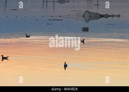 Magical sunset light created a lovely colorful view of reflected abstract silhouettes of a fish trap and birds in Bandholm bay, Denmark. Stock Photo