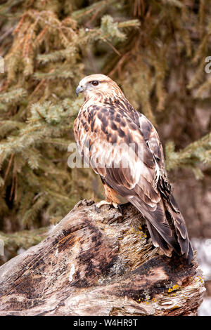 North America; United States; Montana;  Wildlife; Birds; Predators; Raptors; Rough-legged Hawk; Buteo Lagopus Stock Photo