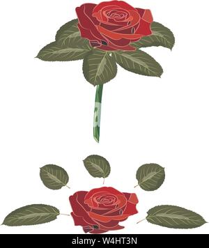 Flowers rose, scarlet and red buds, green leaves with stem. Isolated on white background. Expanded leaves and bud. Vector illustration. Stock Vector