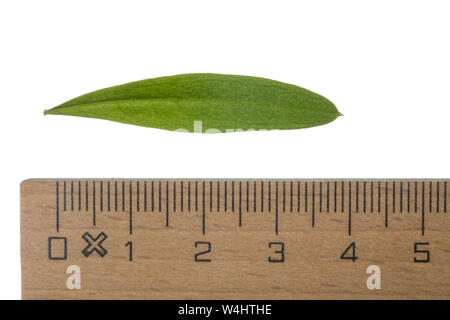 Waldmeister, Wald-Meister, Galium odoratum, Sweet Woodruff, Aspérule odorante. Blatt, Blätter, leaf, leaves Stock Photo
