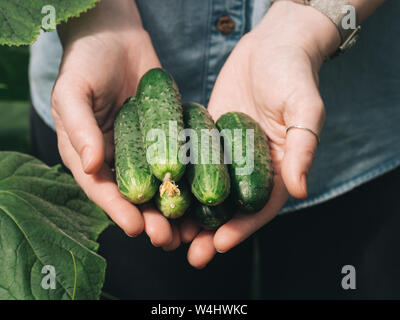 Fresh cucumbers in female hands. Unrecognizable young hipster woman in denim shirt holding organic cucumbers in her hands in vegetable garden. Natural daylight Stock Photo