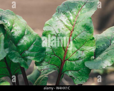 Organic Beet Leaves Grown in Garden. Chard leaves in garden, natural daylight. Copy space for text Stock Photo