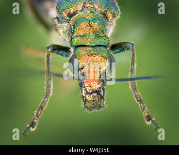 Thick-legged flower beetle, Oedemera nobilis, female Stock Photo