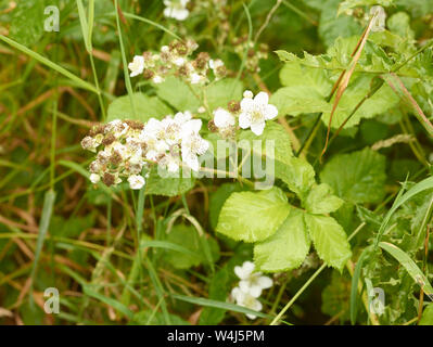 Blackberry plant with white flowers growing wild on farmland in the county of Kent, England, United Kingdom, Europe Stock Photo
