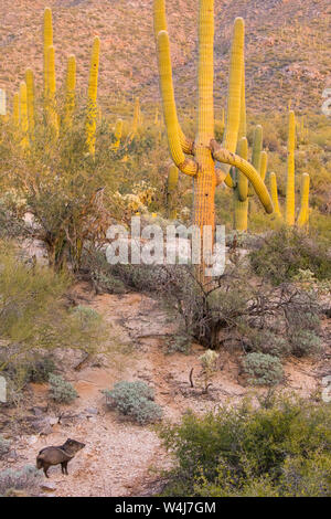 Javalina in Sonoran desert.  Arizona. Stock Photo