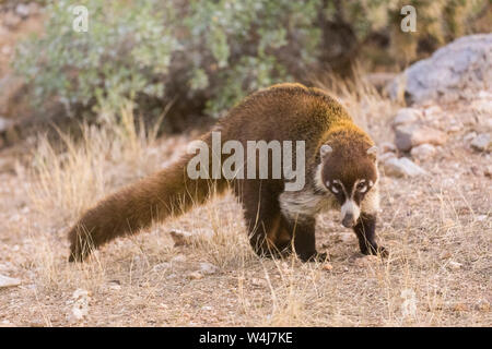 White-nosed coati.  Arizona. Stock Photo