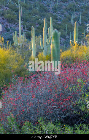 Sonoran Desert landscape, Arizona. Stock Photo