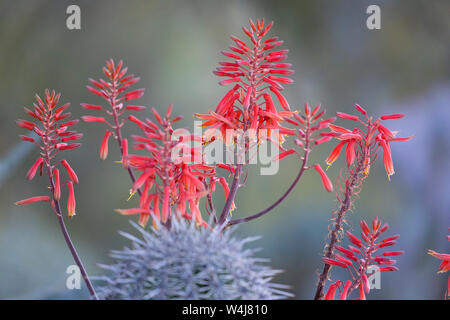 Flowering Aloe Vera, Arizona. Stock Photo