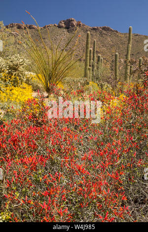 Desert wildflowers in bloom.  Arizona. Stock Photo