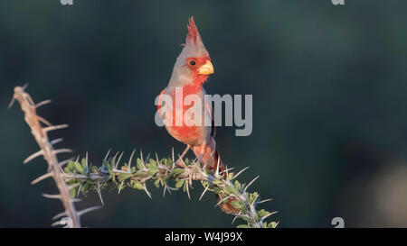 Male Pyrrhuloxia Desert Cardinal in Arizona Stock Photo