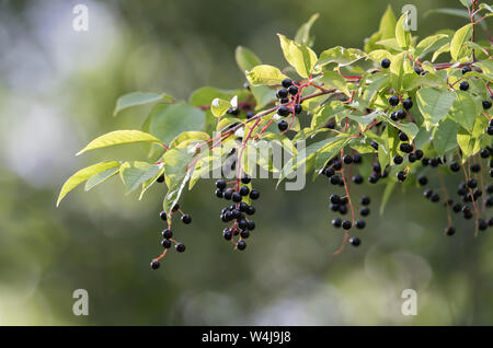 Autumn Berries on the Chokecherry Tree in Alaska Stock Photo