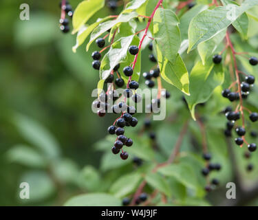 Autumn Berries on the Chokecherry Tree in Alaska Stock Photo