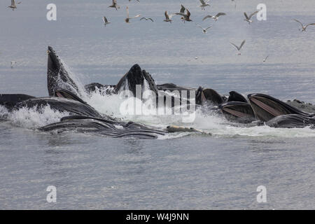 Humpback Whales bubble feeding, Southeast, Alaska. Stock Photo