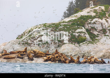 Stellar Sea Lions, Glacier Bay National Park, Alaska. Stock Photo