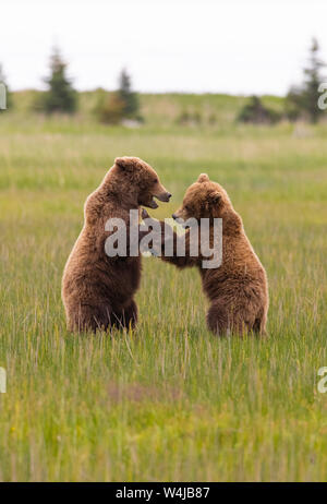 Alaskan brown bear cubs playing Stock Photo - Alamy
