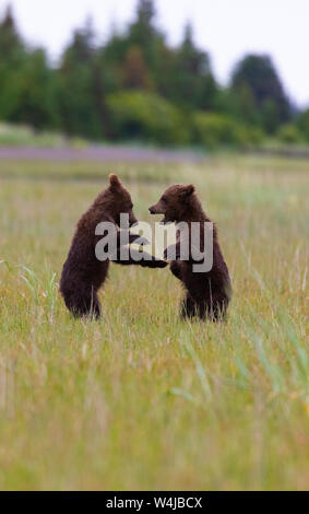 Alaskan brown bear cubs playing Stock Photo - Alamy
