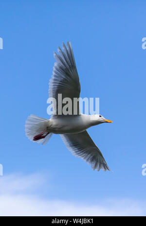 Glaucous-winged Gull in flight, Resurrection Bay, Seward, Alaska. Stock Photo