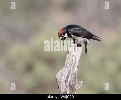 Male Acorn Woodpecker in Arizona Stock Photo