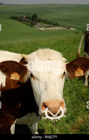 AJAXNETPHOTO. 2015. SUZANNE, FRANCE. - WELL FED - COWS GRAZING IN LUSH LANDSCAPE. COMMUNAL VILLAGE CEMETERY (DISTANT) ALSO HOSTS REMAINS OF WW I BATTLE OF THE SOMME CASUALTIES.PHOTO:JONATHAN EASTLAND/AJAX REF:D121506 2518 Stock Photo