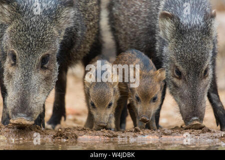 Javelina, Marana, near Tucson, Arizona. Stock Photo