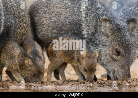 Javelina, Marana, near Tucson, Arizona. Stock Photo